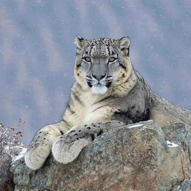 FLUX 3 Klein example: A snow leopard resting on a rocky ledge