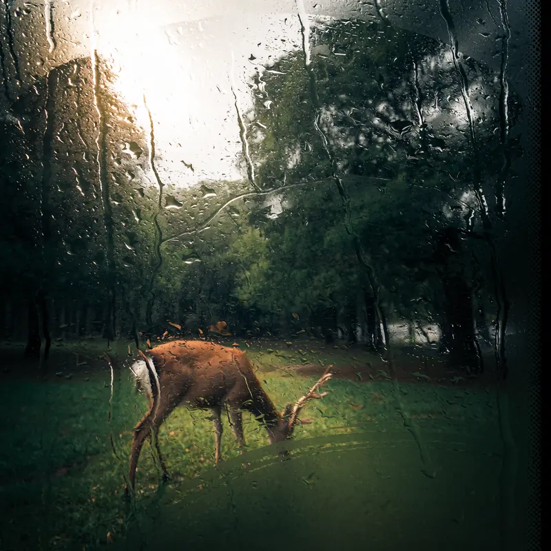 Krea 2 example: A deer grazing in the forest surrounded by dense trees and the sun bright in the sky. rainy window style